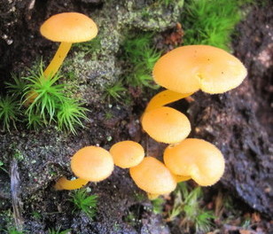CONSERVATION – Southern Vancouver Island Mycological Society